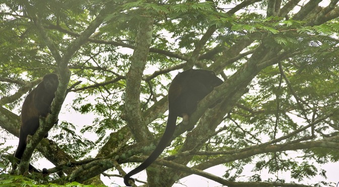 Panama II – Monos Aulladores