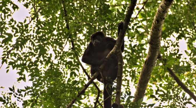 Panama IV – Mas monos